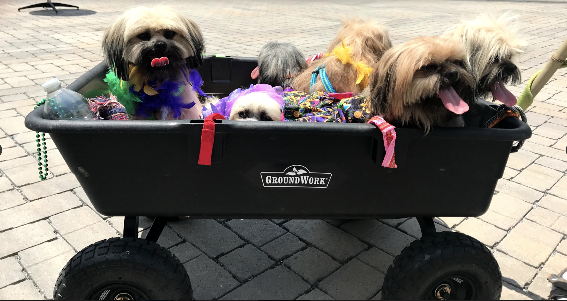 Mardi Growl 2021 Dogs in Wagon